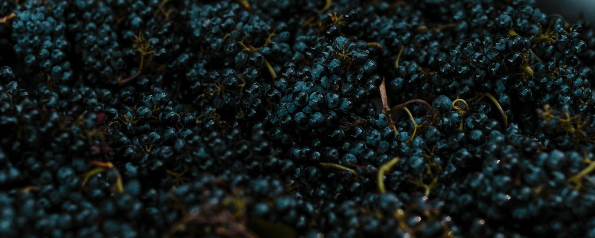 Pinot Noir