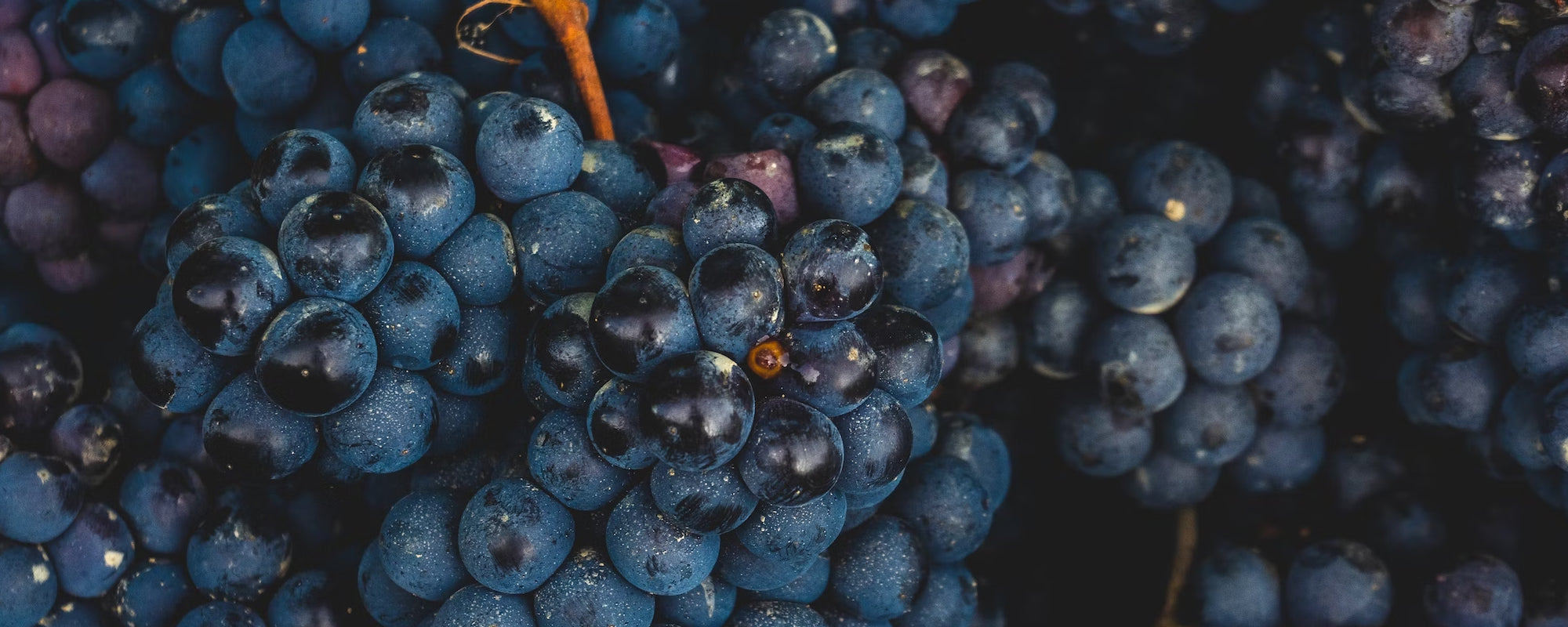 Red Wines