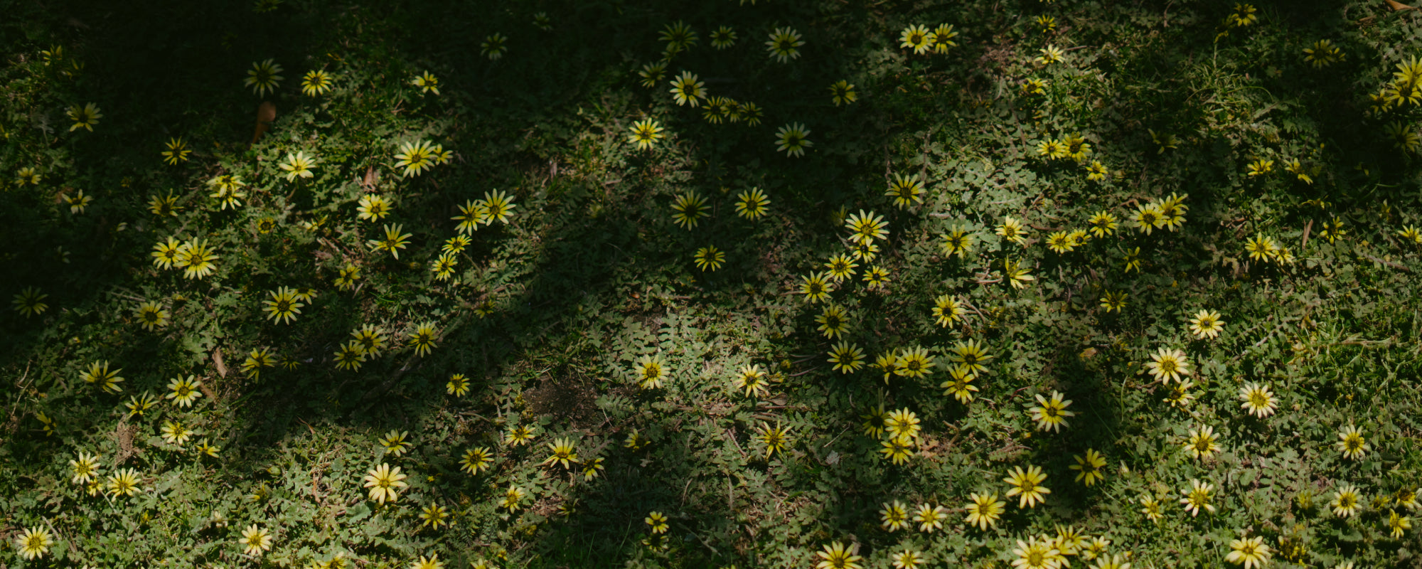 Spring Wine Collection