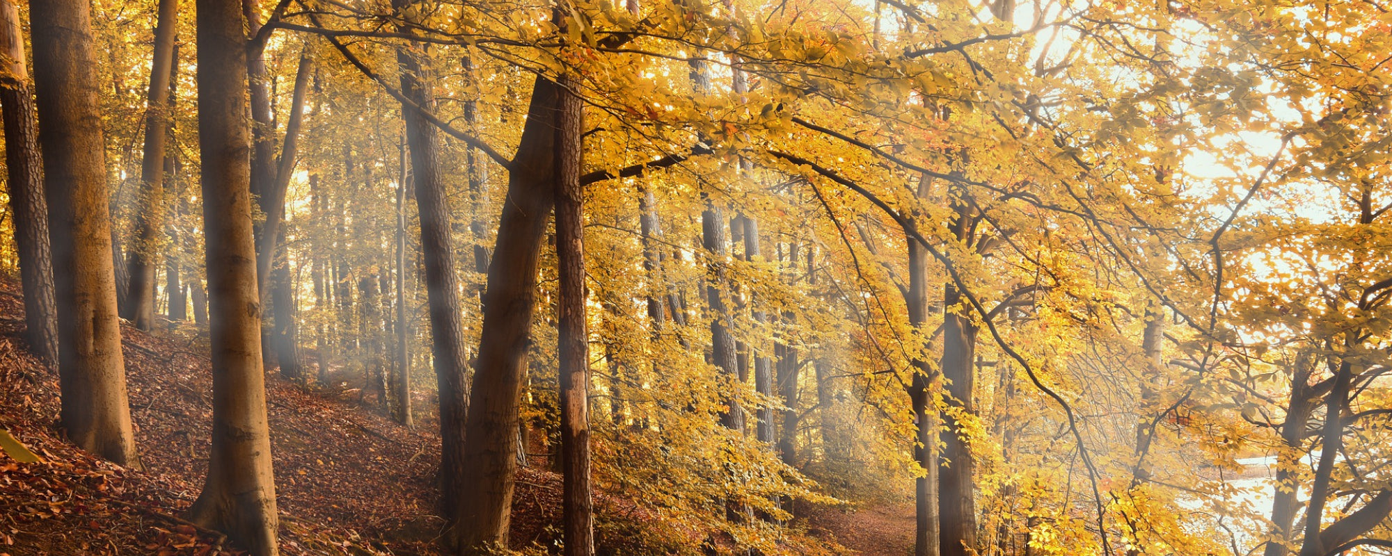 Fall Wine Collection