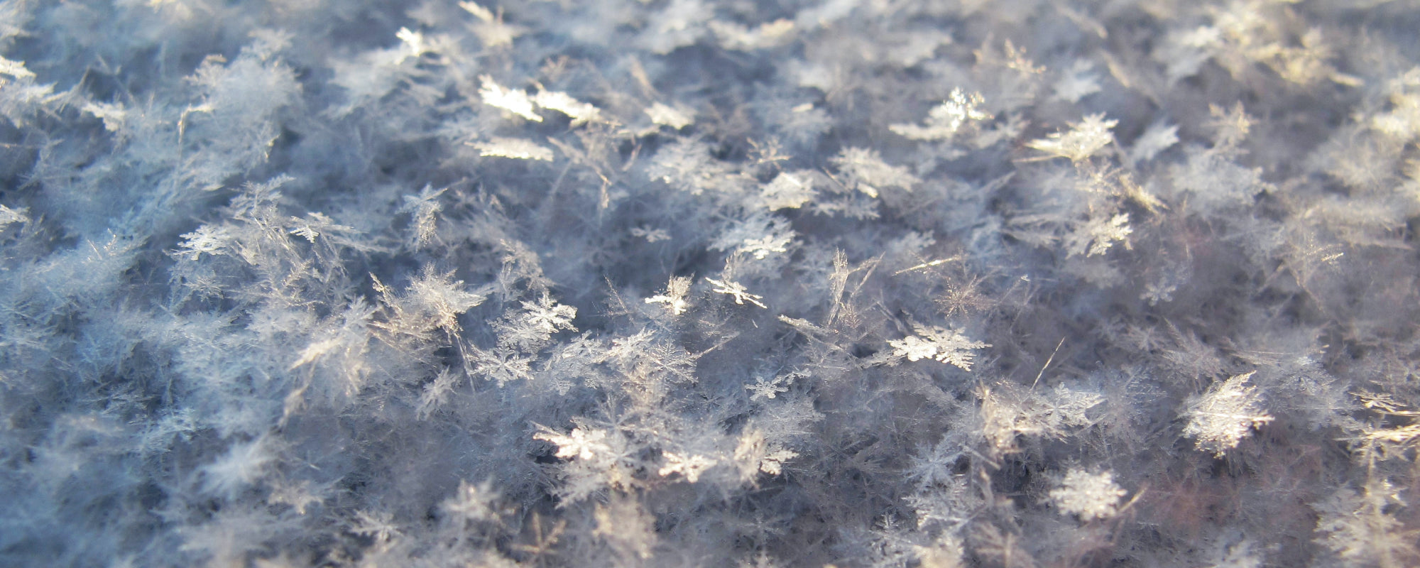 Winter Wine Collection