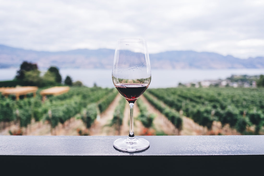 Best Wine Varietals for New Wine Drinkers